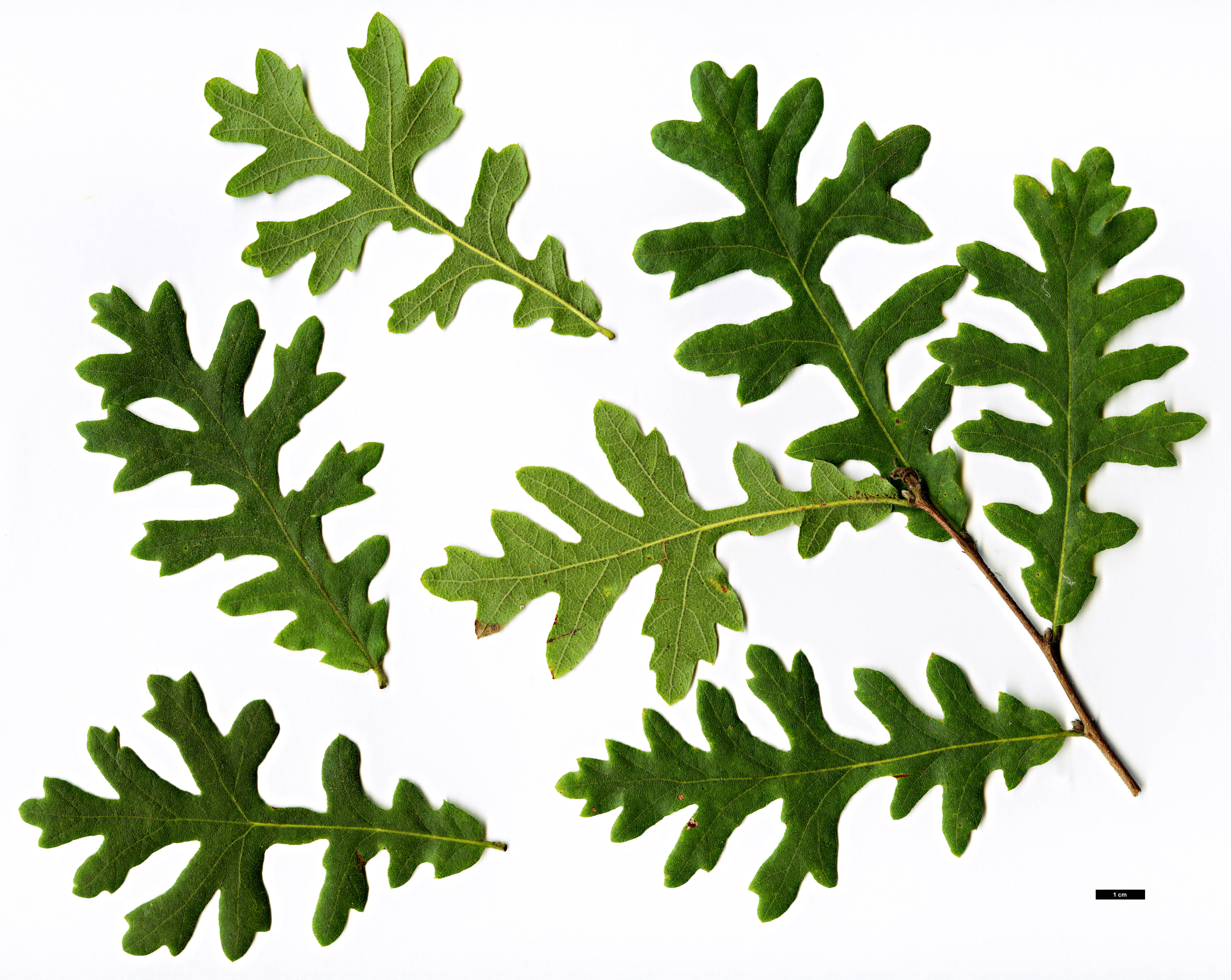 High resolution image: Family: Fagaceae - Genus: Quercus - Taxon: cerris 